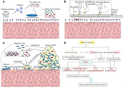 The role of sialidases in the pathogenesis of bacterial vaginosis and their use as a promising pharmacological target in bacterial vaginosis